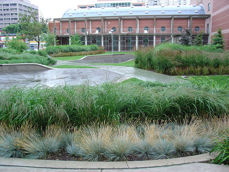 leaf garden image