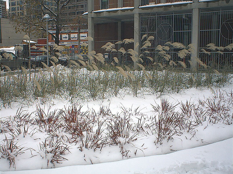 leaf garden image