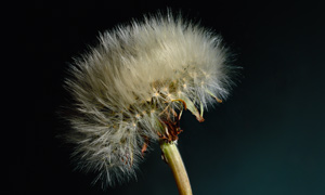 slideshow